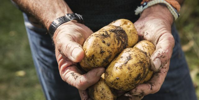 Hold the Fries: Are Potatoes Losing Their Veggie Status?